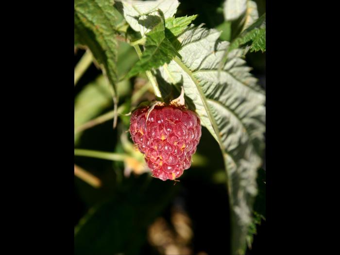 Framboise - Rouille jaune tardive (Pucciniastrum americanum)