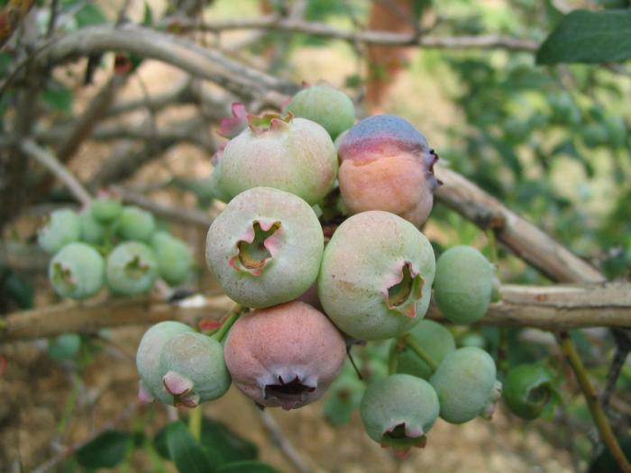 Bleuet en corymbe - Pourriture sclérotique (Monilinia vaccinii-corymbosi)
