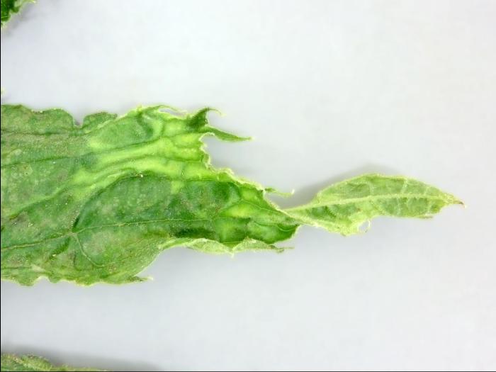 Citrouille - Virus de la mosaïque de la courge (SqMV)