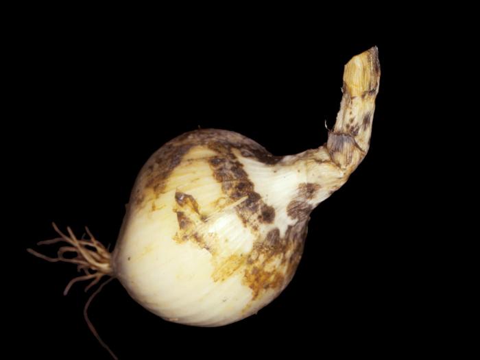 Oignon sec - Anthracnose (Colletotrichum circinans)