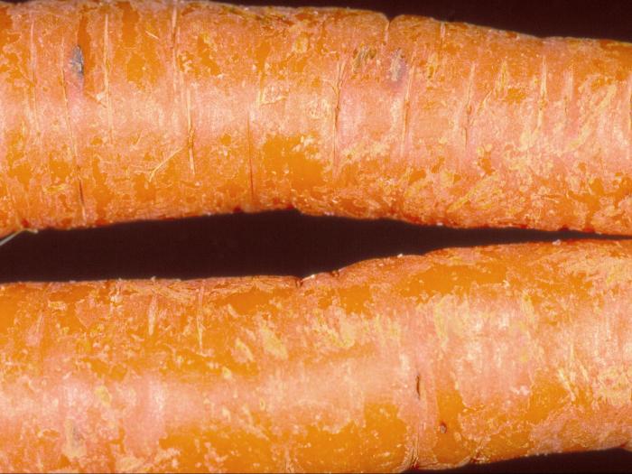Carotte - Pourriture à Mycocentrospora (Mycocentrospora acerina)