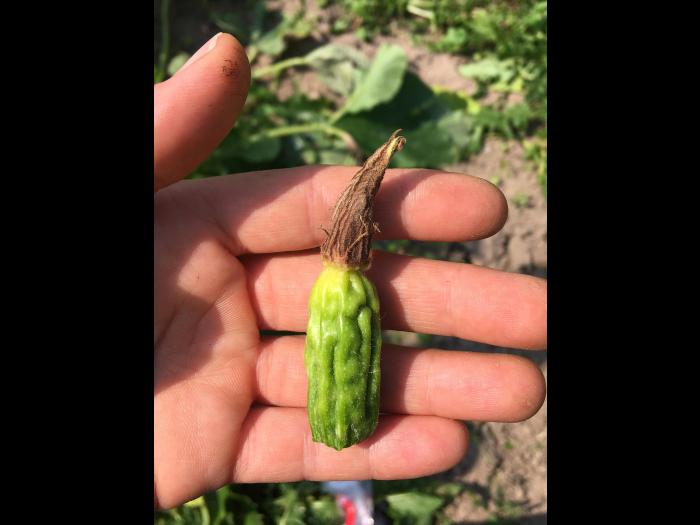 Courges - Virus de la tache annulaire de la papaye (PRSV)