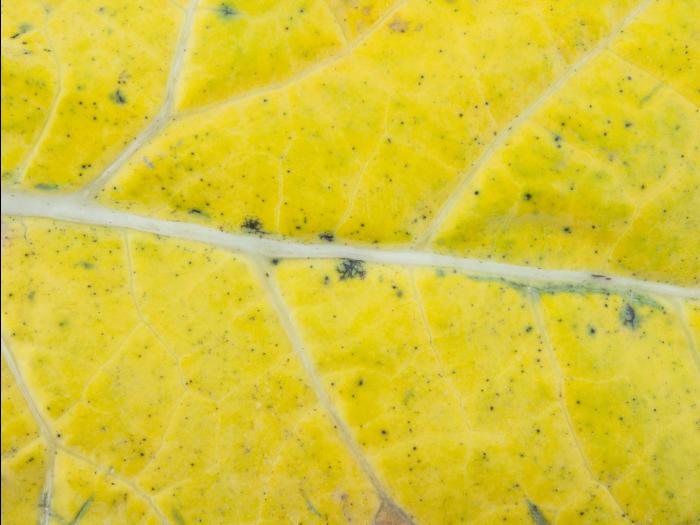 Brocoli - Tache noire alternarienne (Alternaria brassicicola)