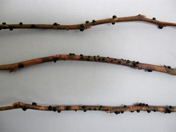 Bleuet en corymbe - Gale de tige (Gibbera vacciniicola)