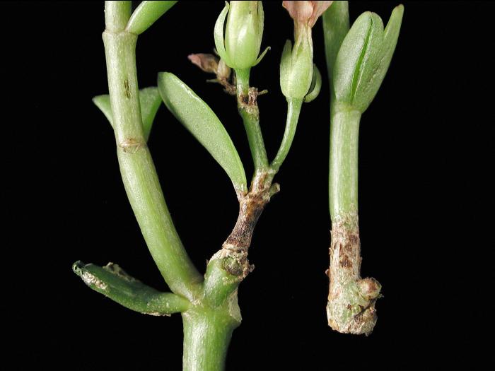 Kalanchoés - Blanc (Podosphaera xanthii)