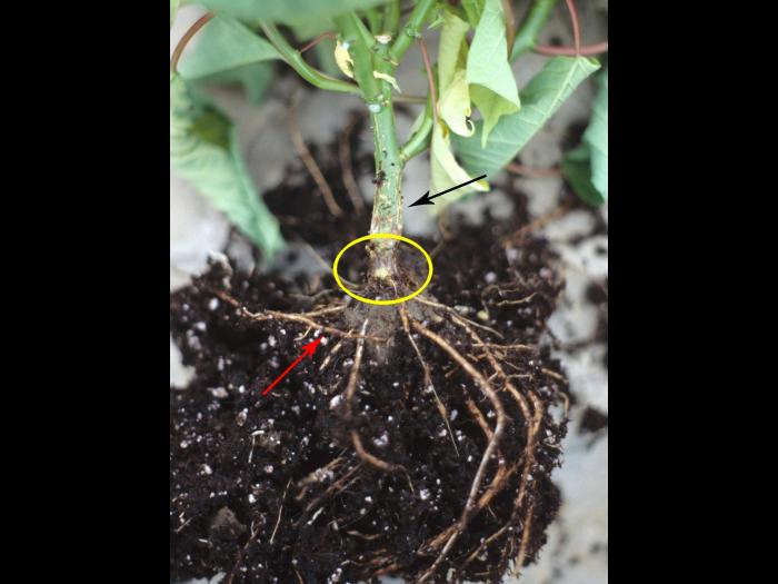 Poinsettia - Pourriture noire des racines (Berkeleyomyces basicola)