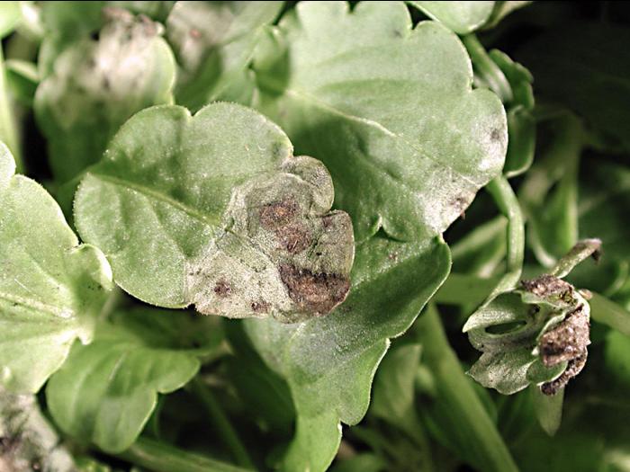 Pensées - Tache cercosporéenne (Cercospora violae)