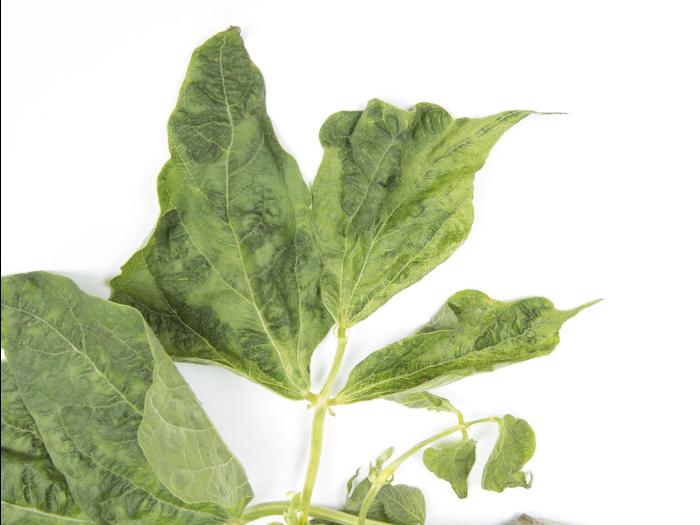 Haricot - Virus de la mosaïque du concombre (CMV)_7