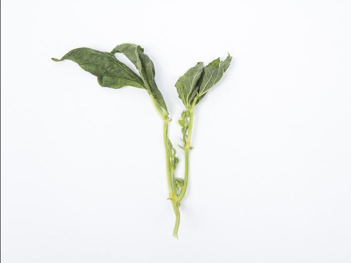 Haricot - Virus de la mosaïque du concombre (CMV)_9