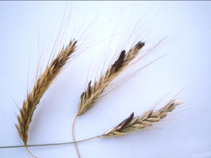 Seigle d'automne - Ergot (Claviceps purpurea)