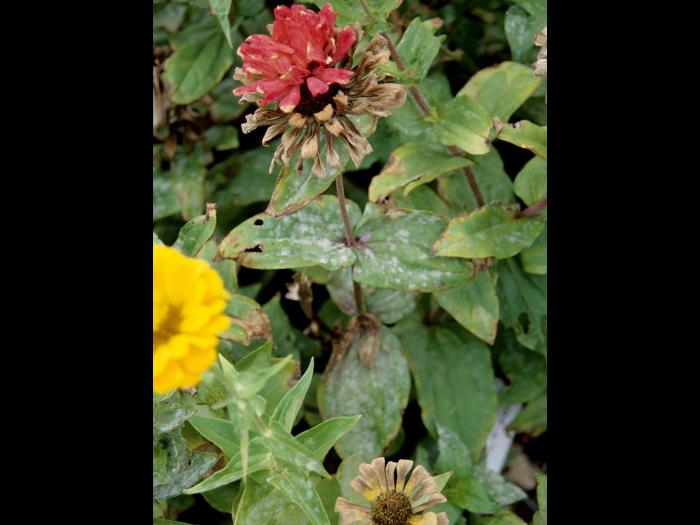 Zinnias - Blanc (Erysiphe cichoracearum)