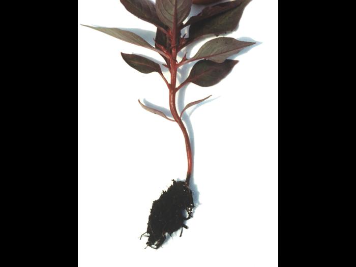 Célosies - Pourriture des racines (Pythium sp.)