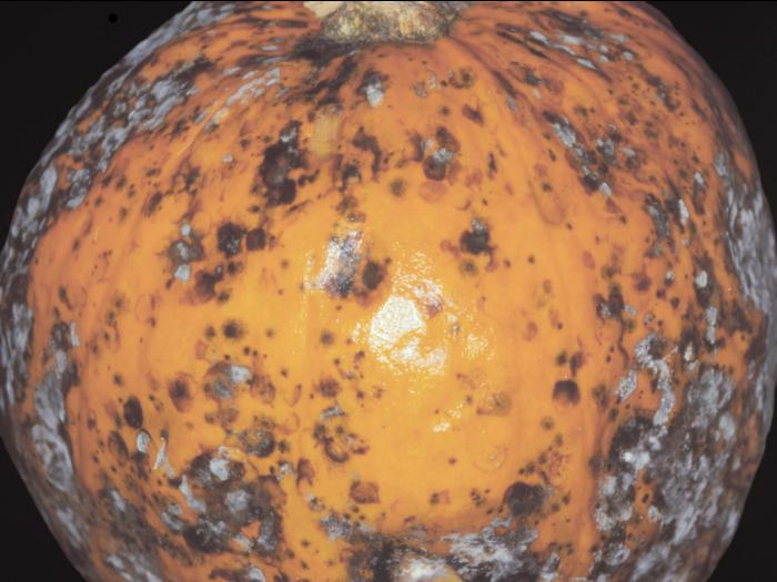 Citrouille - Alternariose du fruit (Alternaria alternata)