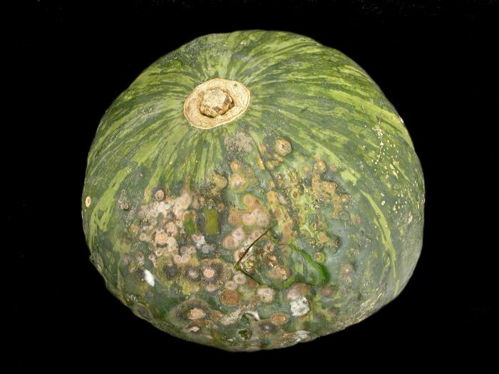 Courges - Anthracnose (Colletotrichum orbiculare)