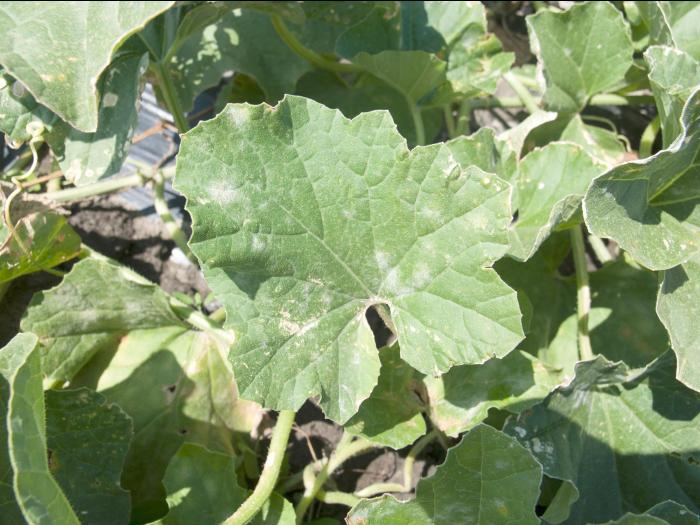 Melons - Blanc (Podosphaera xanthii)_1