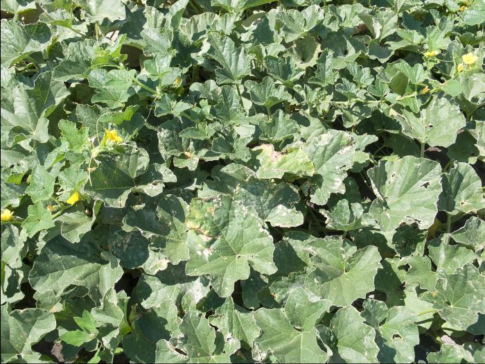 Melons - Blanc (Podosphaera xanthii)_4