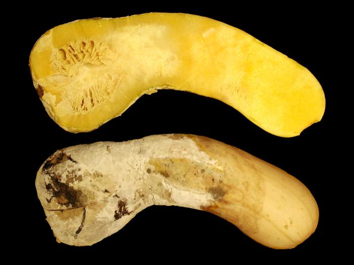 Courges - Dépérissement phytophthoréen (Phytophthora capsici)