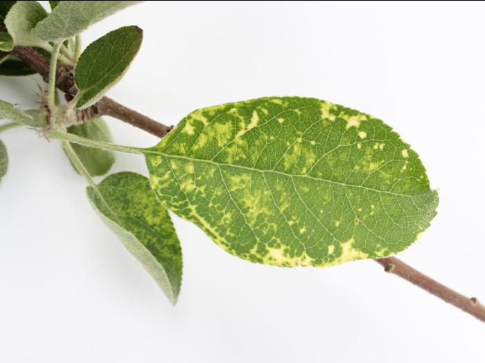 Pomme - Virus de la mosaïque du pommier (ApMV)
