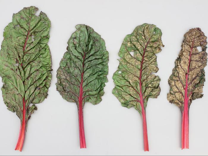 Bette à carde - Alternariose (Alternaria alternata)