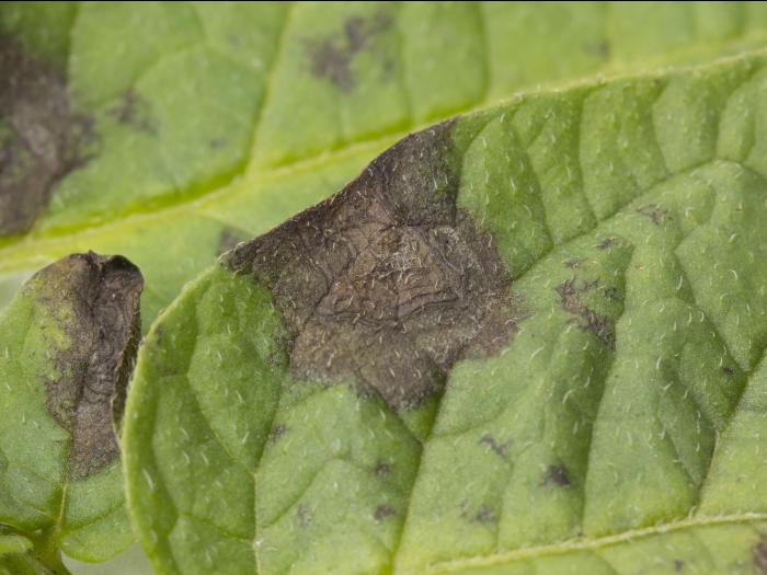 Pomme de terre - Maladies des taches brunes (Alternaria alternata)