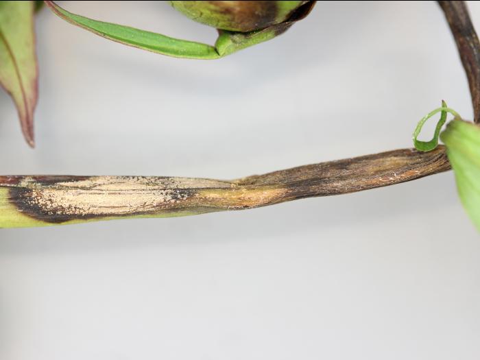 Pivoines - Anthracnose (Gloeosporium sp.)