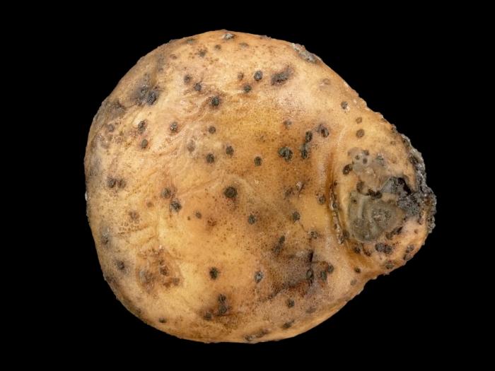 Pomme de terre - Pourriture rose (Phytophthora erythroseptica)