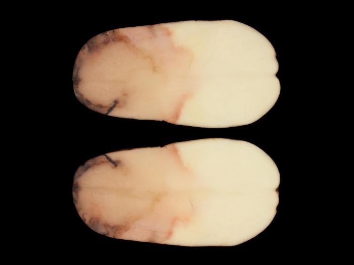 Pomme de terre - Pourriture rose (Phytophthora erythroseptica)