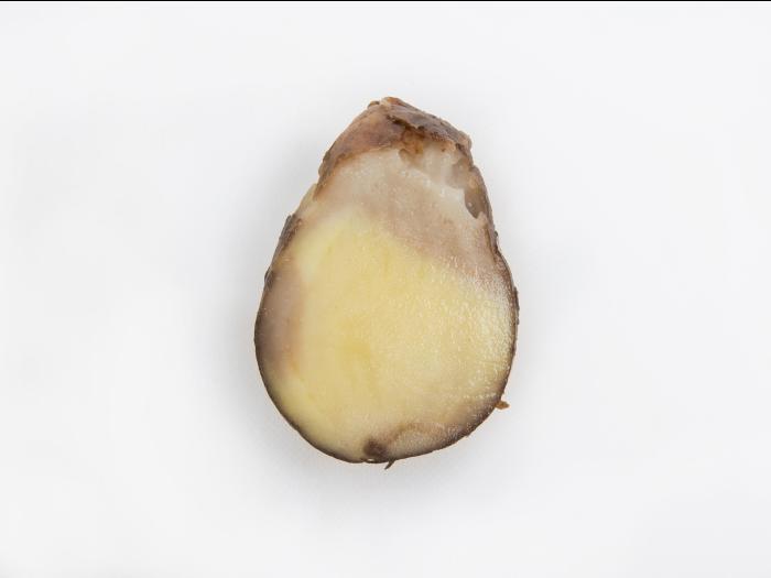 Pomme de terre - Pourriture caoutchouc (Geotrichum candidum)