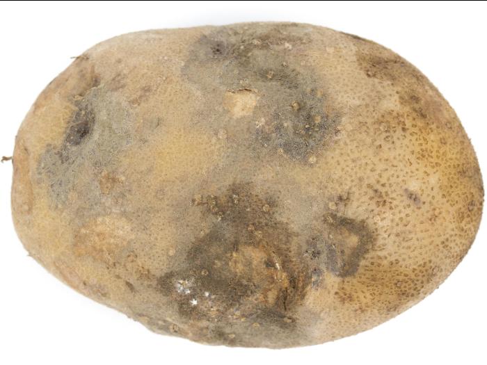 Pomme de terre - Pourriture sèche fusarienne (Fusarium sp.)