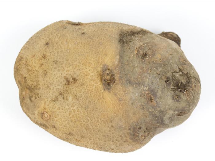 Pomme de terre - Pourriture sèche fusarienne (Fusarium sp.)