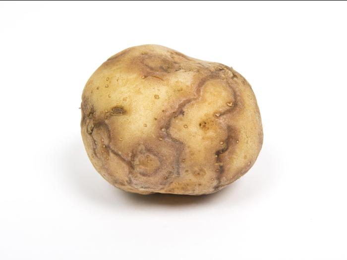  Pomme de terre - Virus Y de la pomme de terre (PVY)