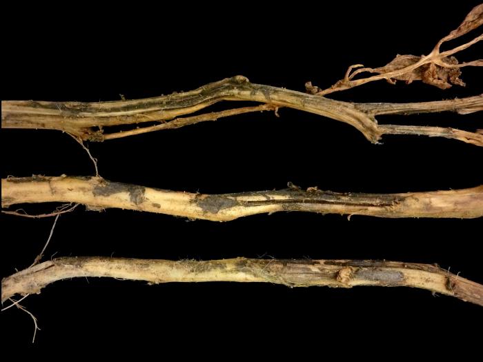 Pomme de terre - Dartrose (Colletotrichum coccodes)