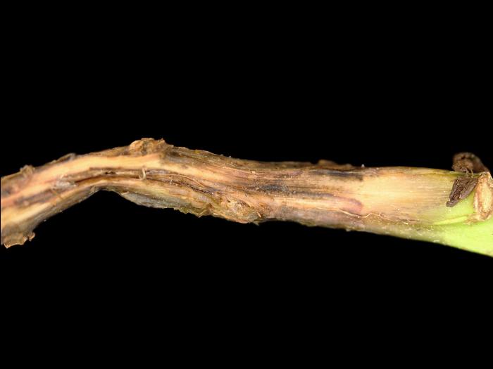 Pomme de terre - Dartrose (Colletotrichum coccodes)