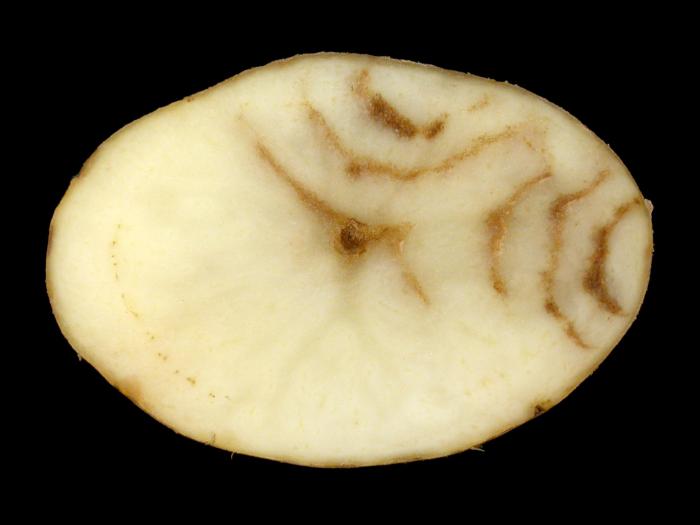 Pomme de terre - Virus du sommet touffu de la pomme de terre (PMTV)