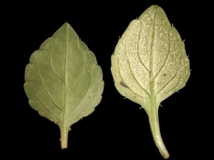 Impatientes - Mildiou (Plasmopara obducens)