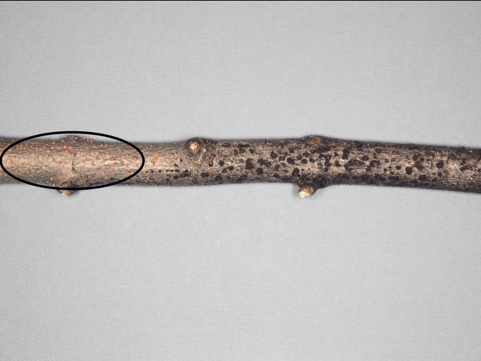 Érables - Dépérissement nectrien (Tubercularia vulgaris)