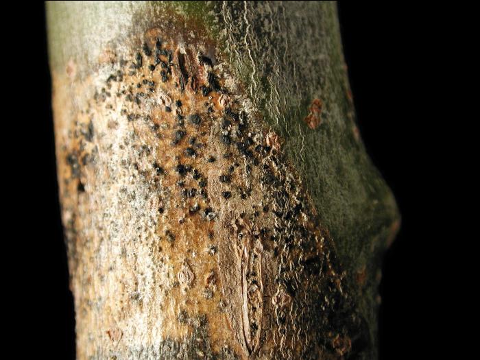 Peupliers - Chancre cytosporéen (Cytospora sp.)