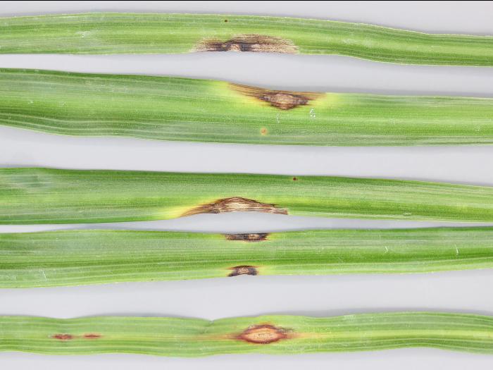 Dracénas - Anthracnose (Colletotrichum sp.)