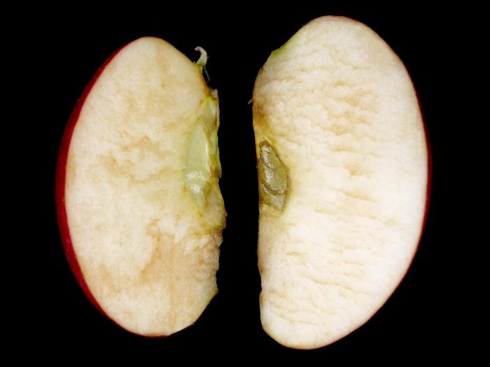 Pomme - Pourriture du cœur (Alternaria alternata)