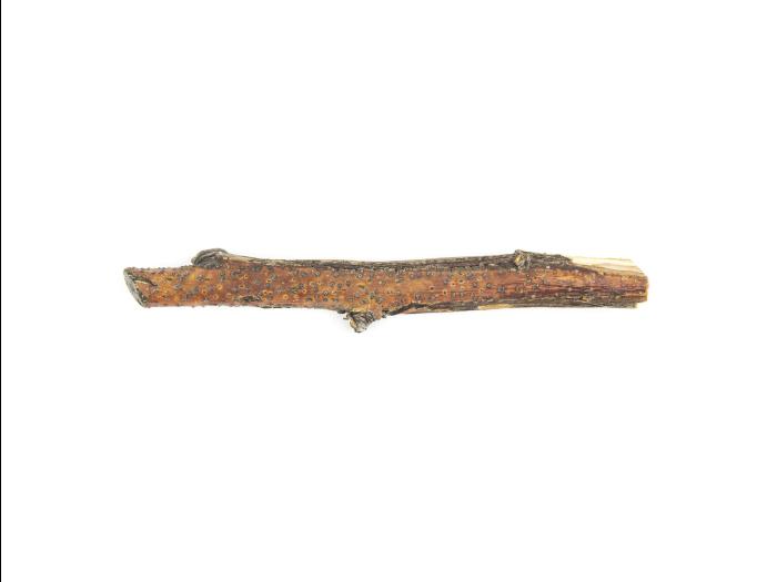 Pomme - Anthracnose (Neofabraea sp.)_9