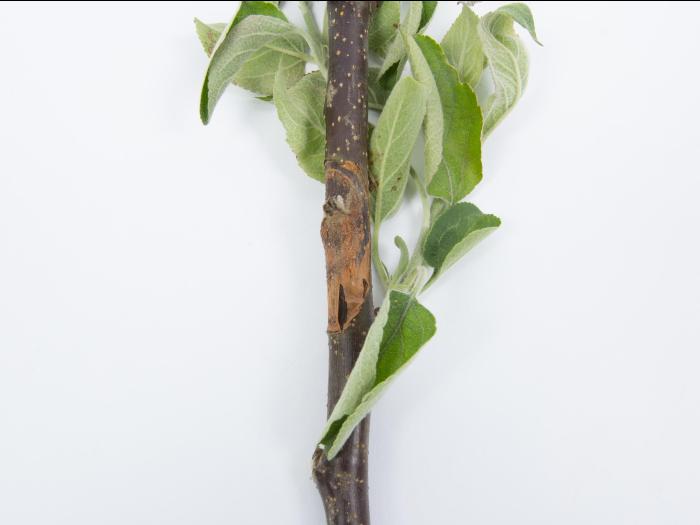 Pomme - Anthracnose (Neofabraea sp.)_17