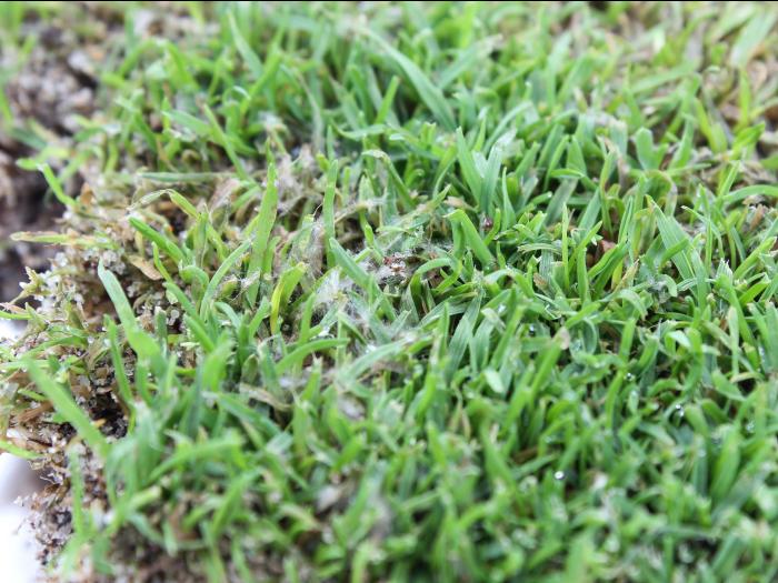 Gazons - Moisissure nivéale rosée (Microdochium nivale)