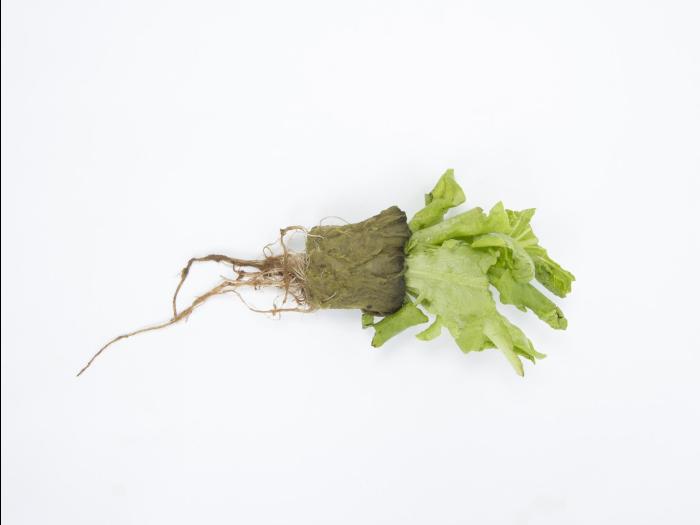 Laitues - Pourriture des racines (Pythium dissotocum)