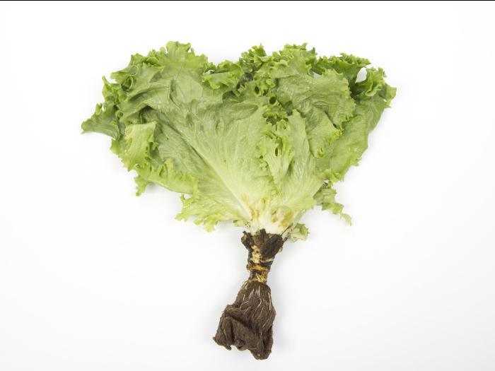 Laitues - Pourriture des racines (Pythium dissotocum)