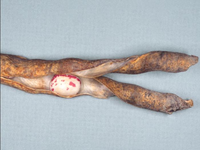 Haricot - Ascochytose (Boeremia exigua var. exigua)_2