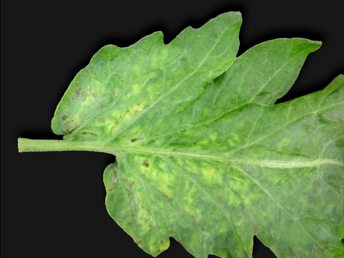 Tomate - Virus Y de la pomme de terre (PVY)