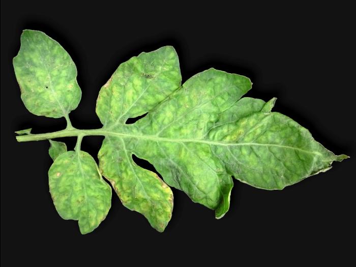 Tomate - Virus Y de la pomme de terre (PVY)