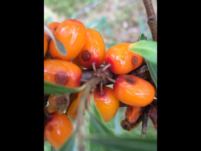 Argousier - Anthracnose (Colletotrichum acutatum)