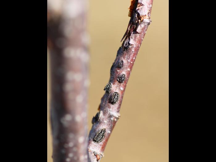 Noisetier - Brûlure orientale du noisetier (Anisogramma anomala)
