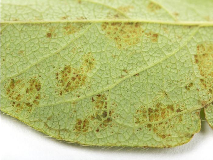 Camerise - Blanc (Erysiphe lonicerae)